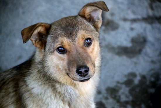 Дворняга ТЁМКА