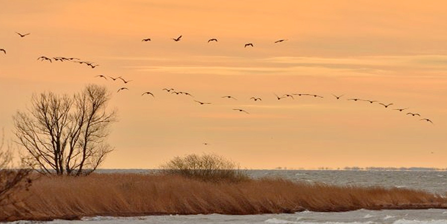 Улетающие птицы в тёплые края