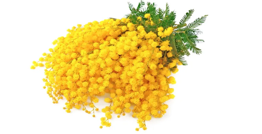 Символ весны во Франции