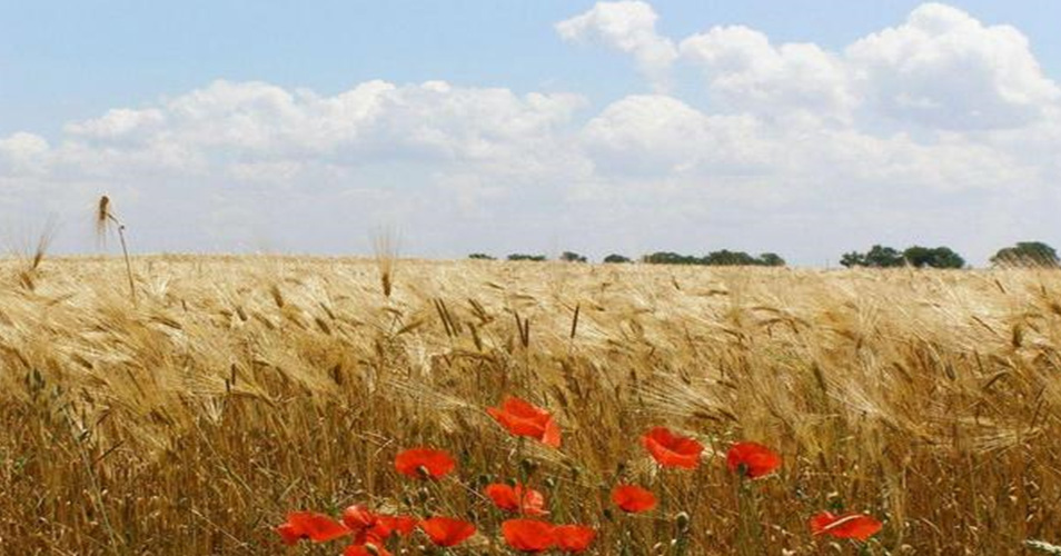 Пшеничное поле